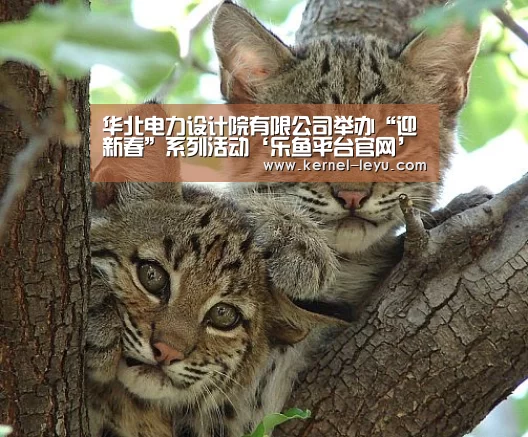 华北电力设计院有限公司举办“迎新春”系列活动‘乐鱼平台官网’(图1) 乐鱼官网