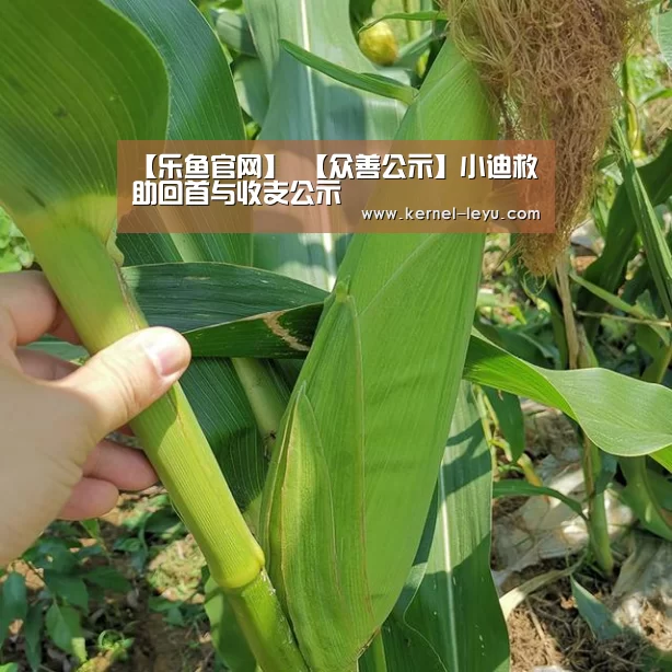 乐鱼电竞